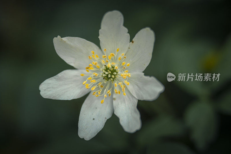 森林中的木银莲花(Anemonoides nemorosa)的特写镜头